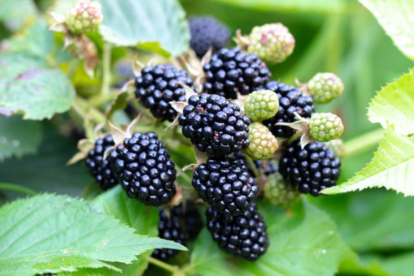 Blackberry Bush Removal in Topeka