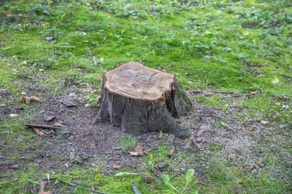 Bush Stump Removal in Topeka