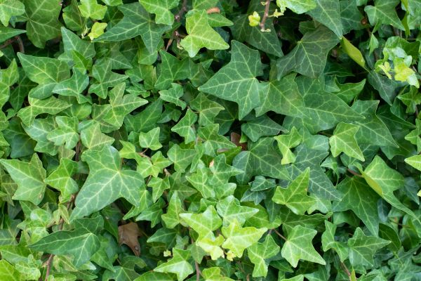 English Ivy Removal in Topeka