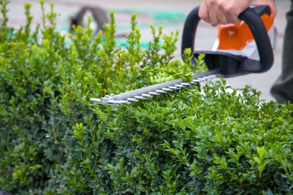 Hedge Pruning in Topeka