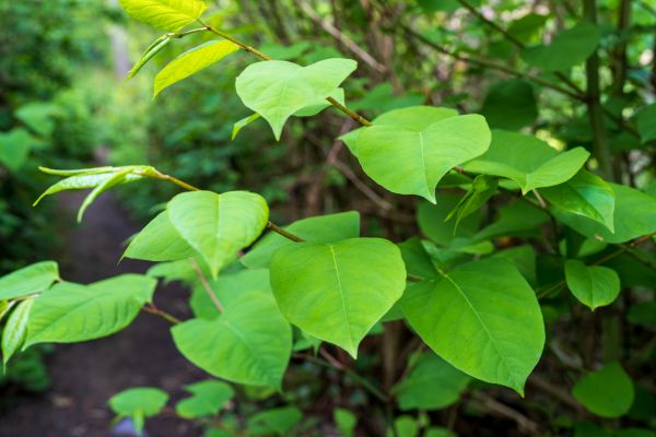 Cost of Invasive Plant Removal in Topeka