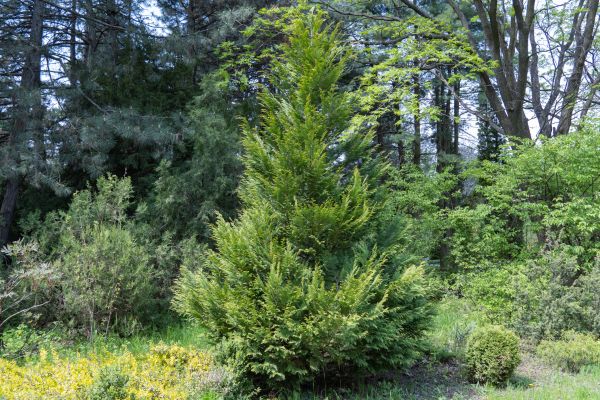Juniper Pruning in Topeka