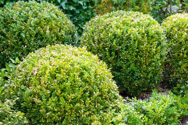 Landscape Trimming Service in Topeka
