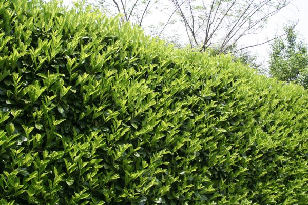 Laurel Removal in Topeka