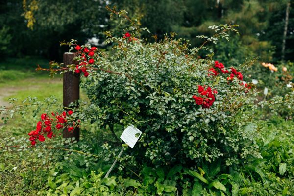 Rose Bush Removal in Topeka
