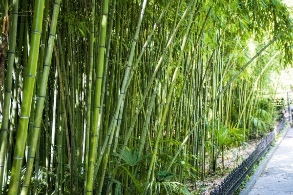 Cost of Bamboo Root Removal in Topeka