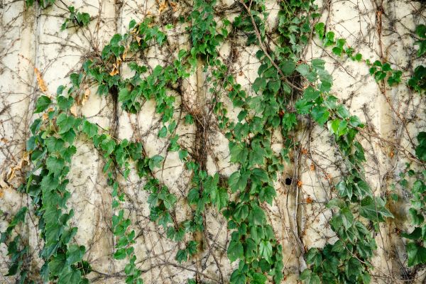 Cost of Vine Removal Service in Topeka