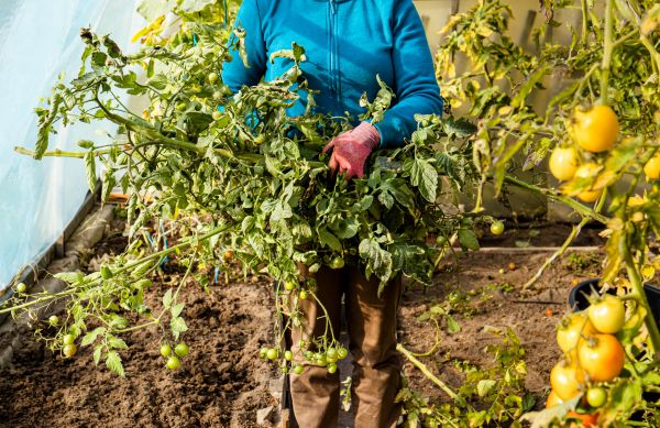 Cost of Garden Plant Removal in Topeka