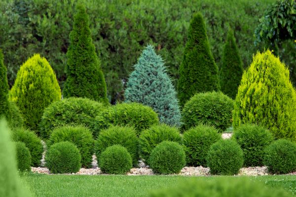 Shrub Shaping in Topeka