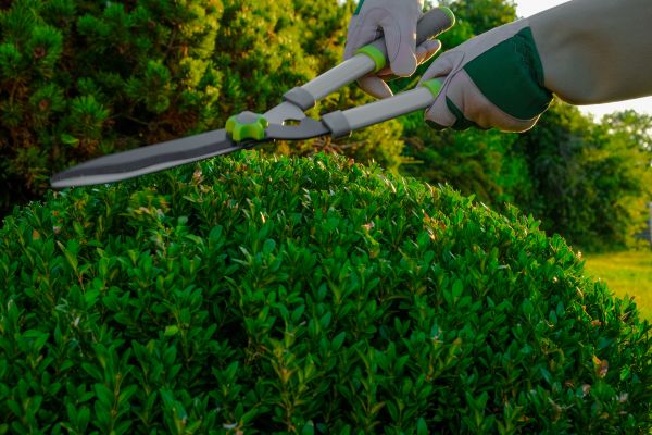 Cost of Topiary Shearing in Topeka