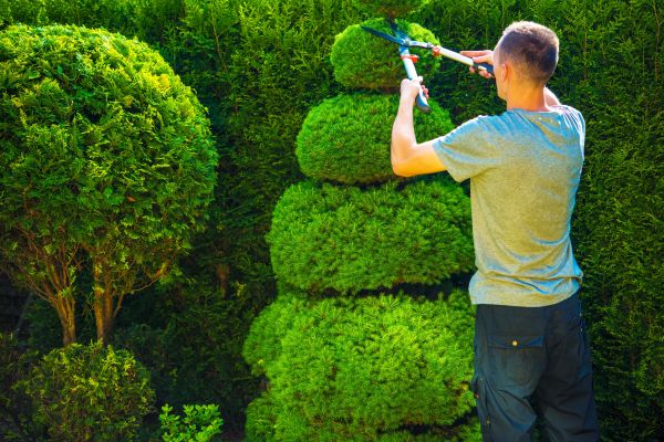 Cost of Topiary Shaping in Topeka