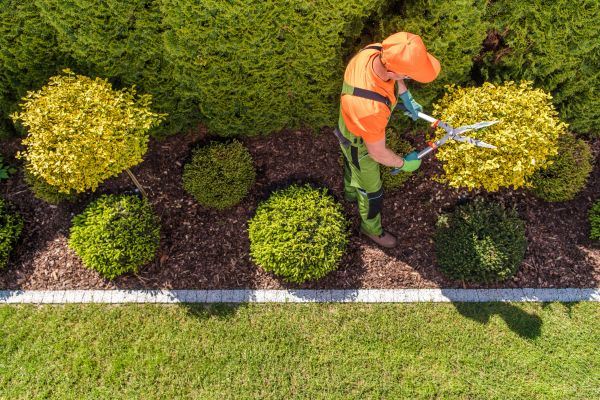 Cost of Topiary Trimming in Topeka