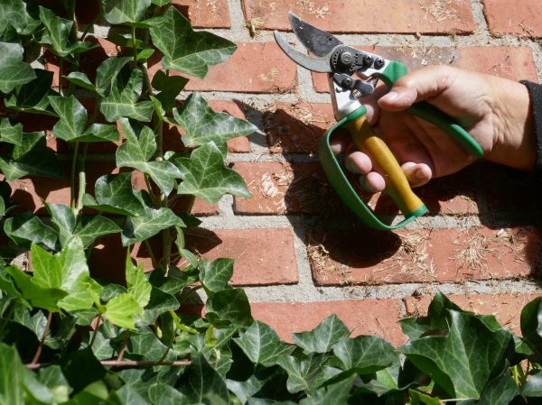 Cost of Ivy Removal Service in Topeka