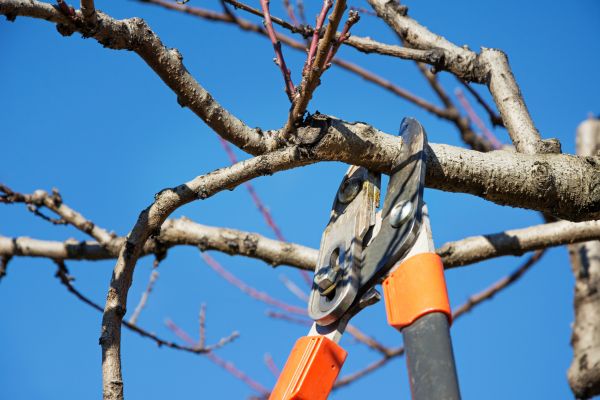 Selective Pruning in Topeka