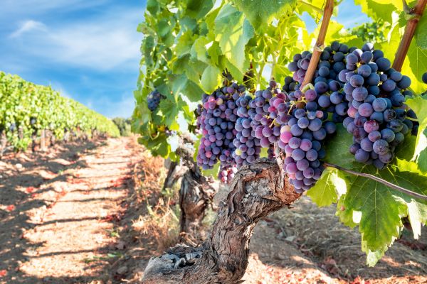 Cost of Grapevine Pruning in Topeka