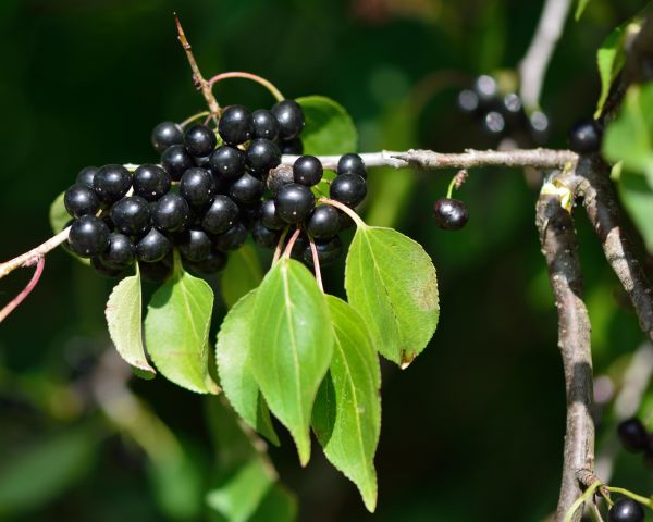 Buckthorn Removal in Topeka