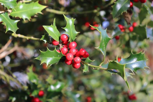 Holly Tree Trimming in Topeka