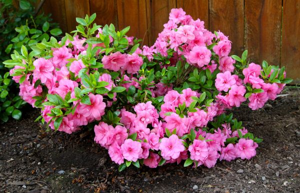 Cost of Azaleas Removal in Topeka