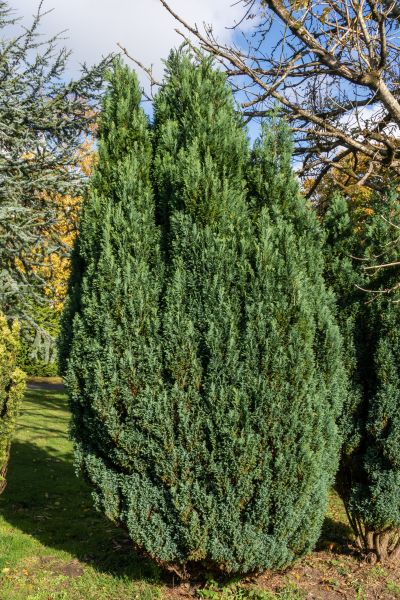 Juniper Trimming in Topeka