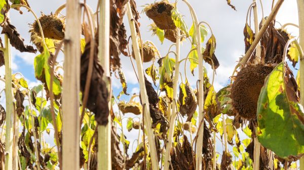 Cost of Dead Plant Removal in Topeka