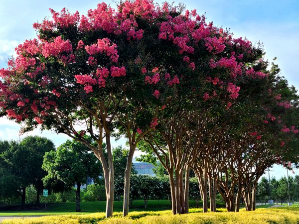 Cost of Crepe Myrtle Pruning in Topeka