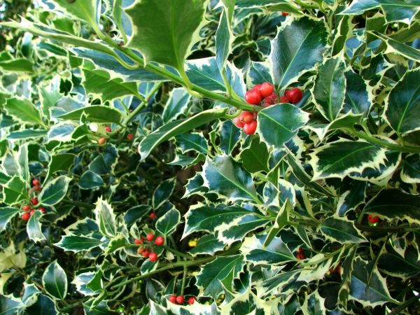 Holly Bushes Trimming in Topeka