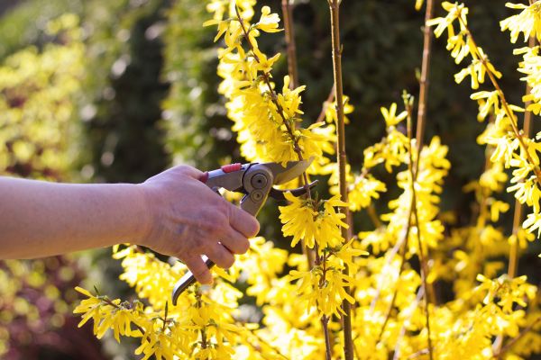 Forsythia Pruning in Topeka