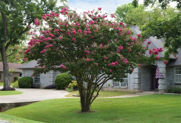 Crepe Myrtle Trimming in Topeka