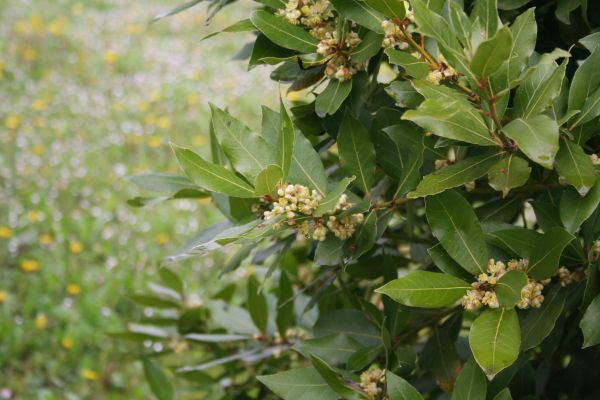 Cost of Laurel Trimming in Topeka