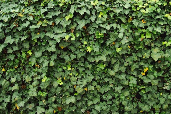 Cost of Ivy Pruning service in Topeka