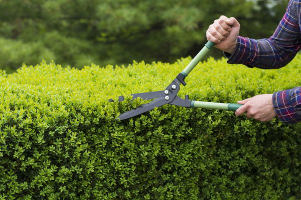 Evergreen Shrub Pruning in Topeka