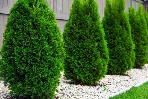 Arborvitae Shaping in Topeka