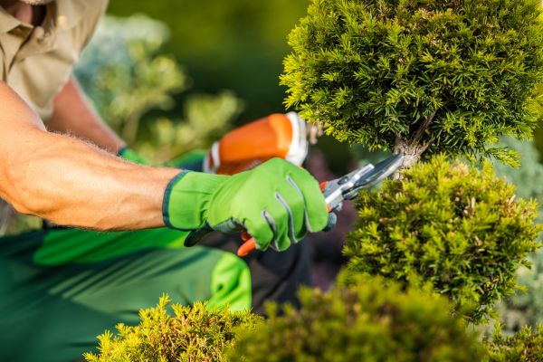 Landscape Pruning Service in Topeka