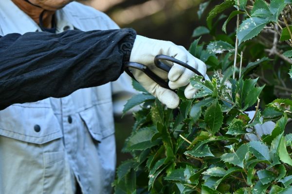 Holly Pruning in Topeka