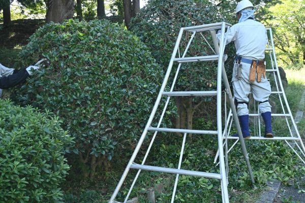 Cost of Holly Shaping in Topeka