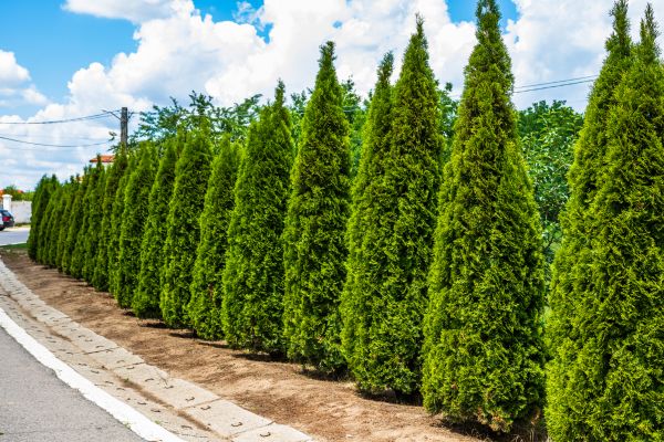 Cost of Arborvitae Shearing in Topeka