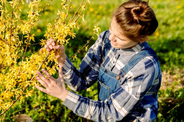 Forsythia Trimming in Topeka