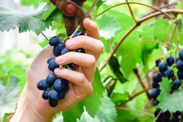 Cost of Vineyard Pruning in Topeka