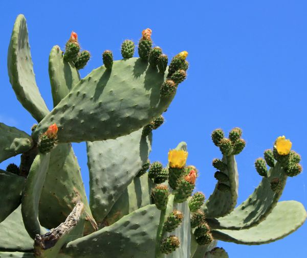 Cactus Removal in Topeka