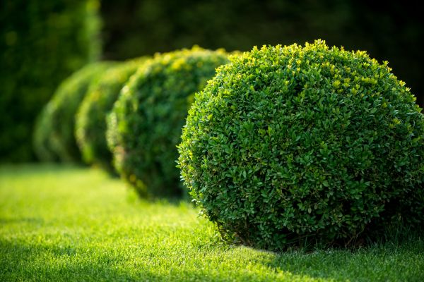 Boxwood Shaping in Topeka