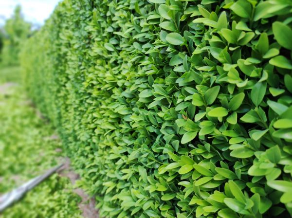 Cost of Boxwood Pruning in Topeka