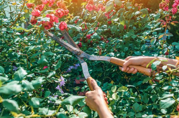 Knockout Roses Pruning in Topeka