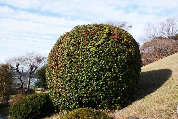 Holly Shrub Pruning in Topeka