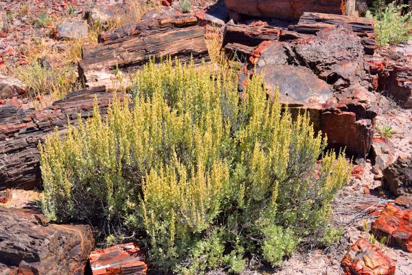 Sagebrush Removal in Topeka