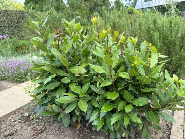 Cost of Laurel Hedge Trimming in Topeka