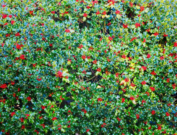 Cost of Holly Bush Removal in Topeka