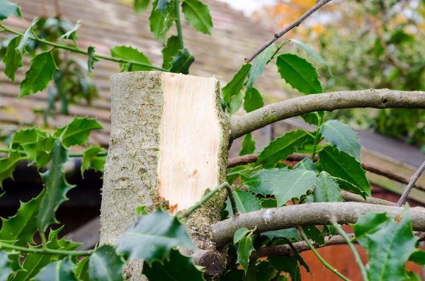 Holly Tree Removal in Topeka