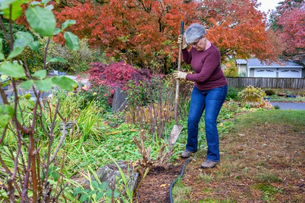 Dead Bush Removal in Topeka