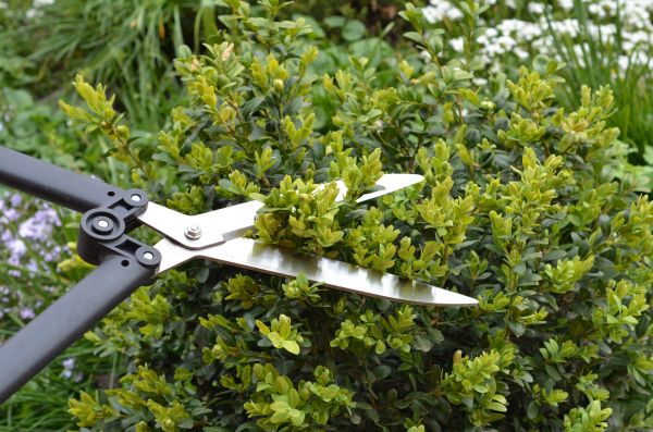 Cost of Boxwood Trimming in Topeka