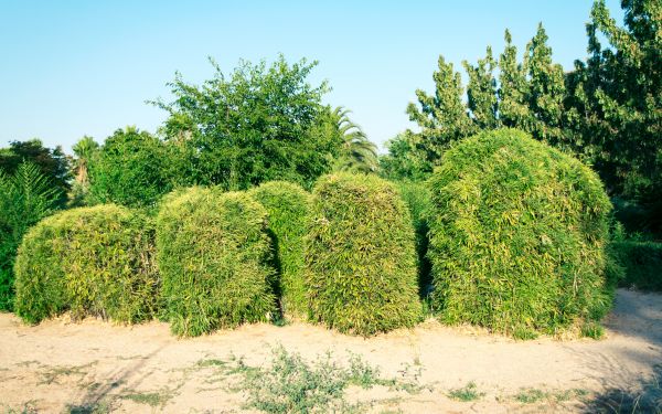 Cost of Bamboo Hedge Removal in Topeka